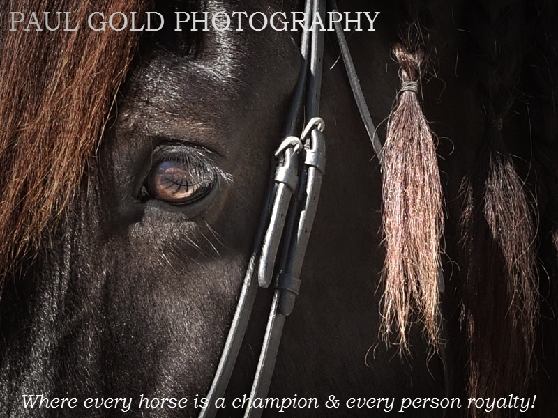 Contact me for portrait session at your barn in South Florida.